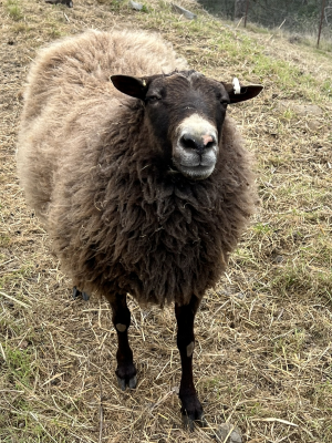 Billy, our Grey Ram Finnsheep