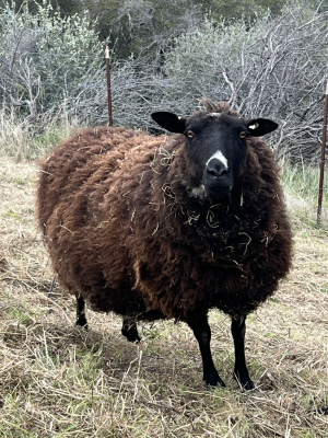 Blossom, our Black Ewe Finnsheep