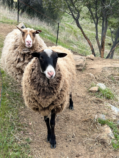 Ram and Ewe Finnsheep