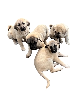 Anatolian Shepherd Puppies